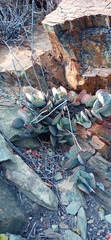 Adromischus maculatus