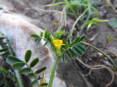 Hippocrepis biflora