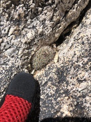Mammillaria dioica dioica