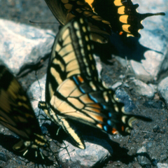 Papilio alexiares garcia