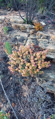 Crassula rupestris