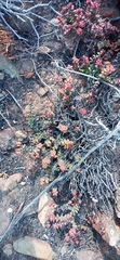 Crassula rupestris