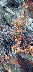 Crassula rupestris
