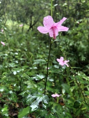 Urena procumbens