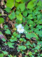 Eriocapitella hupehensis