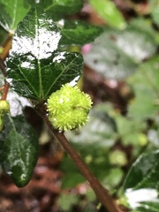 Urena procumbens