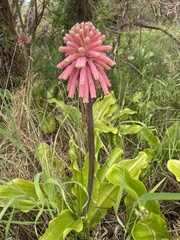 Veltheimia