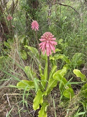 Veltheimia