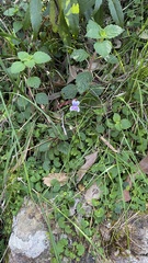 Viola hederacea