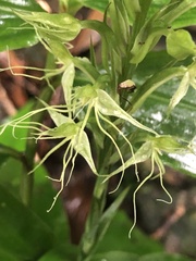 Habenaria pantlingiana