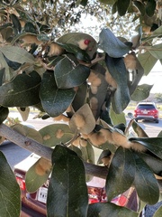 Druon quercuslanigerum