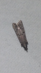Vitula edmandsii