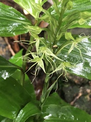 Habenaria pantlingiana