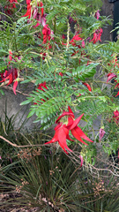 Clianthus