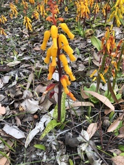 Lachenalia aloides