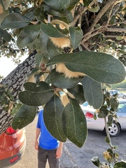 Druon quercuslanigerum