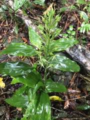 Habenaria pantlingiana