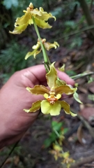Oncidium