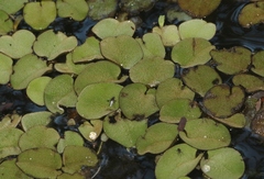 Salvinia