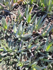 Carpobrotus edulis