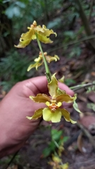Oncidium