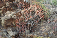 Crassula rupestris