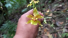 Oncidium