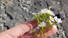 Symphyotrichum pilosum pilosum
