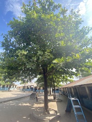 Terminalia catappa