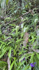 Pterostylis