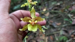 Oncidium