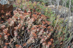 Crassula rupestris
