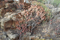 Crassula rupestris
