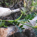 Hippocrepis biflora - Photo (c) Γιώργος Παντάκης, alguns direitos reservados (CC BY-NC), uploaded by Γιώργος Παντάκης