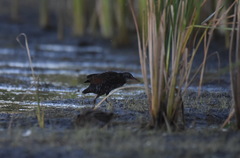 Rallus limicola