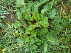 Betonica officinalis