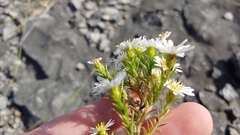 Symphyotrichum pilosum pilosum