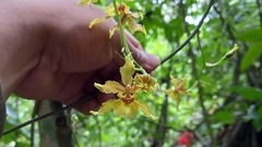 Oncidium