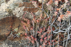 Crassula rupestris