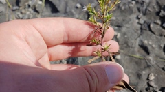 Symphyotrichum pilosum pilosum