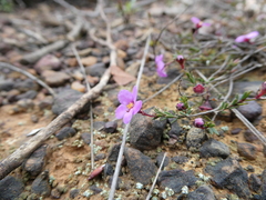 Euryomyrtus ramosissima