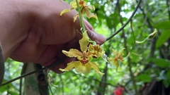 Oncidium