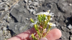 Symphyotrichum pilosum pilosum
