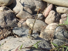 Erpetogomphus designatus
