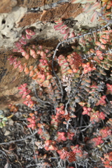 Crassula rupestris