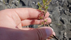 Symphyotrichum pilosum pilosum