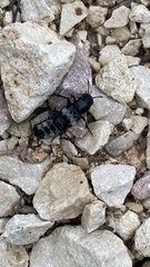 Creophilus maxillosus