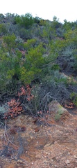 Dodonaea viscosa