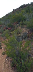 Dodonaea viscosa