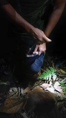 Rhinobothryum bovallii